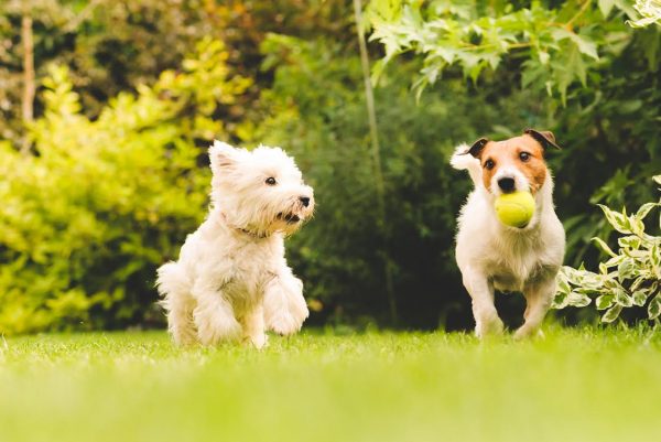 White Dog and Brown Dog with Tennis Ball