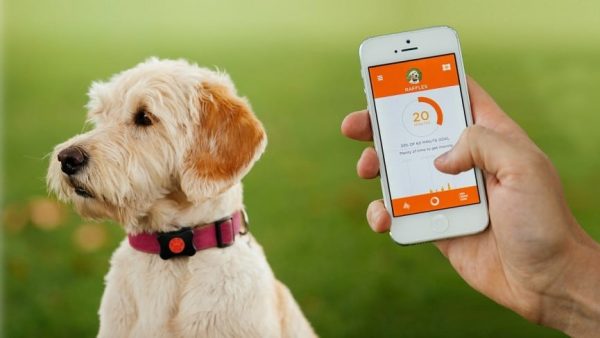 10 Best GPS Dog Collar Models to Keep Your Pet Safe - 42