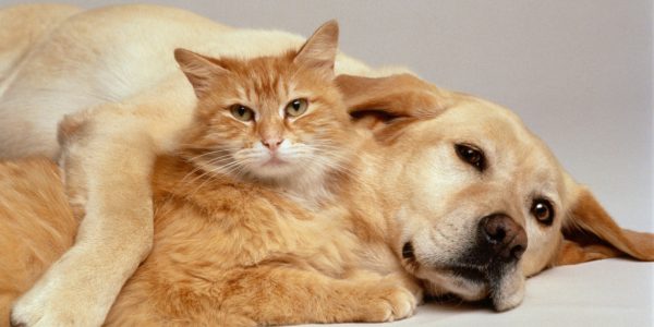 Cat and Dog