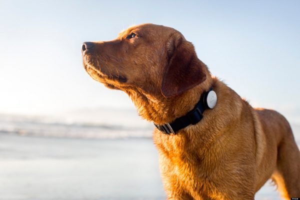 10 Best GPS Dog Collar Models to Keep Your Pet Safe - 9