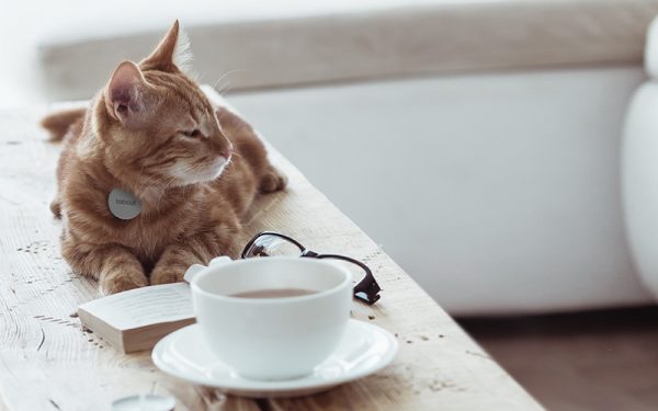 Cat with Teacup