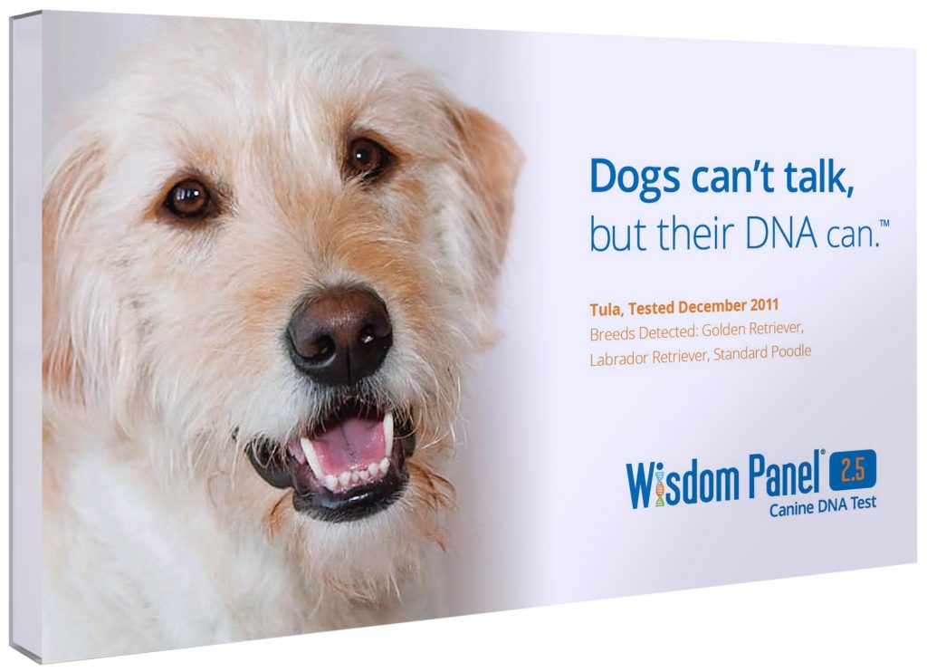 Wisdom Panel: How to Map Your Dog’s DNA | Robots.net