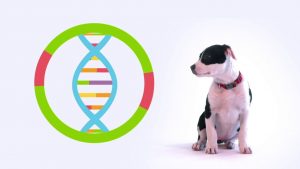 Wisdom Panel: How to Map Your Dog’s DNA