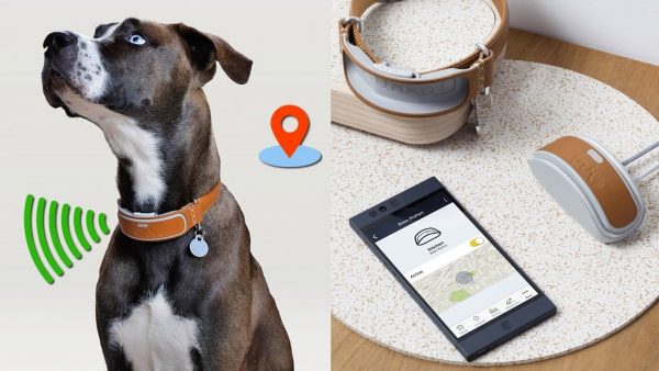 How Do GPS Dog Collars Work