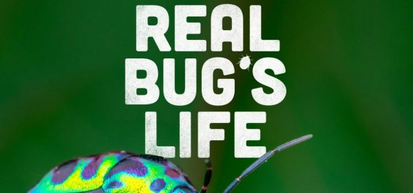 Real Bug's Life