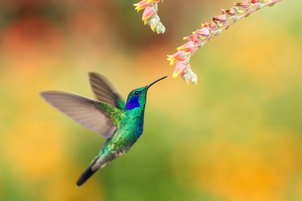 fast shutter speed to capture moving subjects