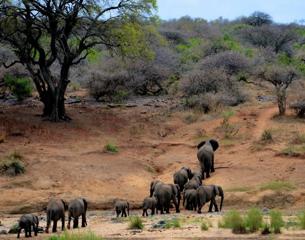 Family Tree Elephants