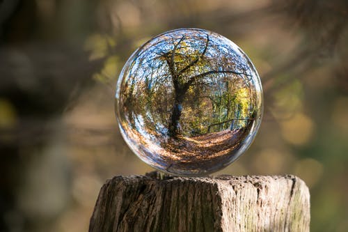 Reflection of Tree on Transparent Globe