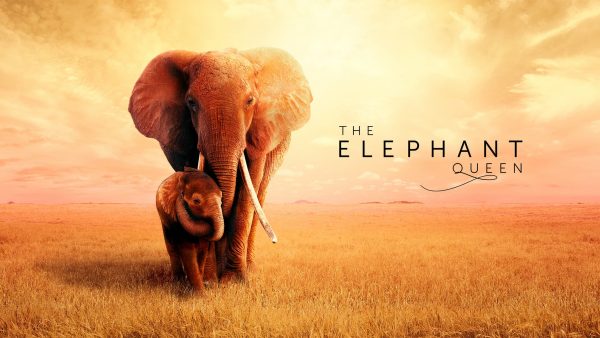 Apple TV Plus movie: The Elephant Queen