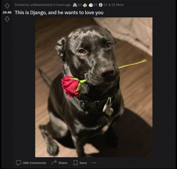 R/aww subreddit