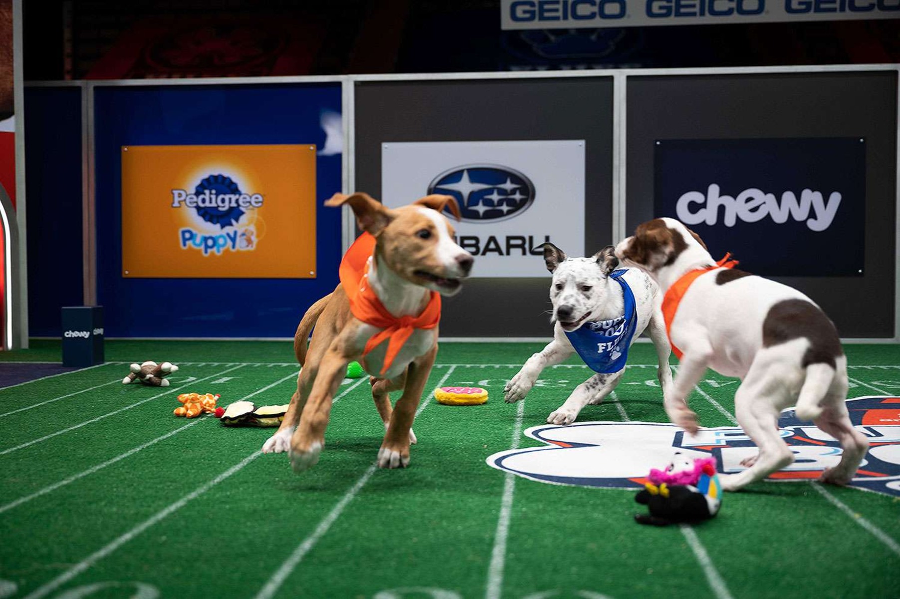 how-to-watch-the-puppy-bowl-2023