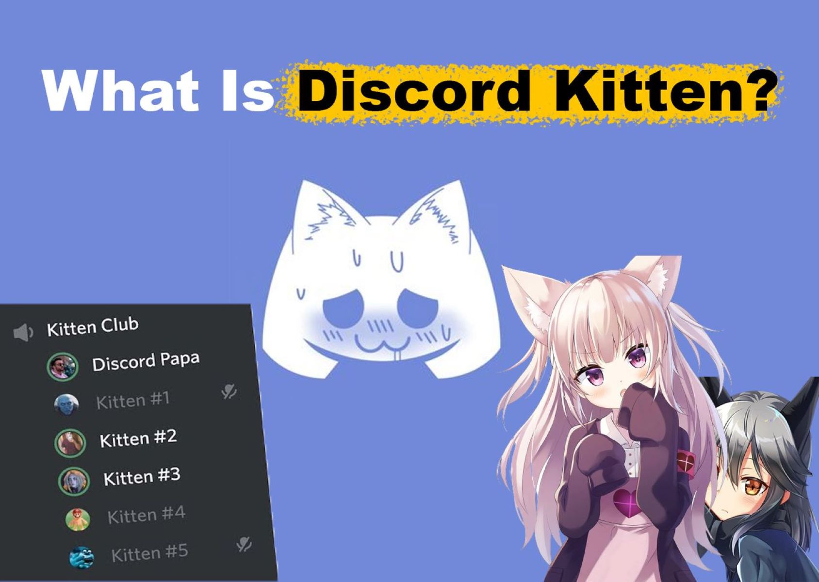 what-is-a-discord-kitten