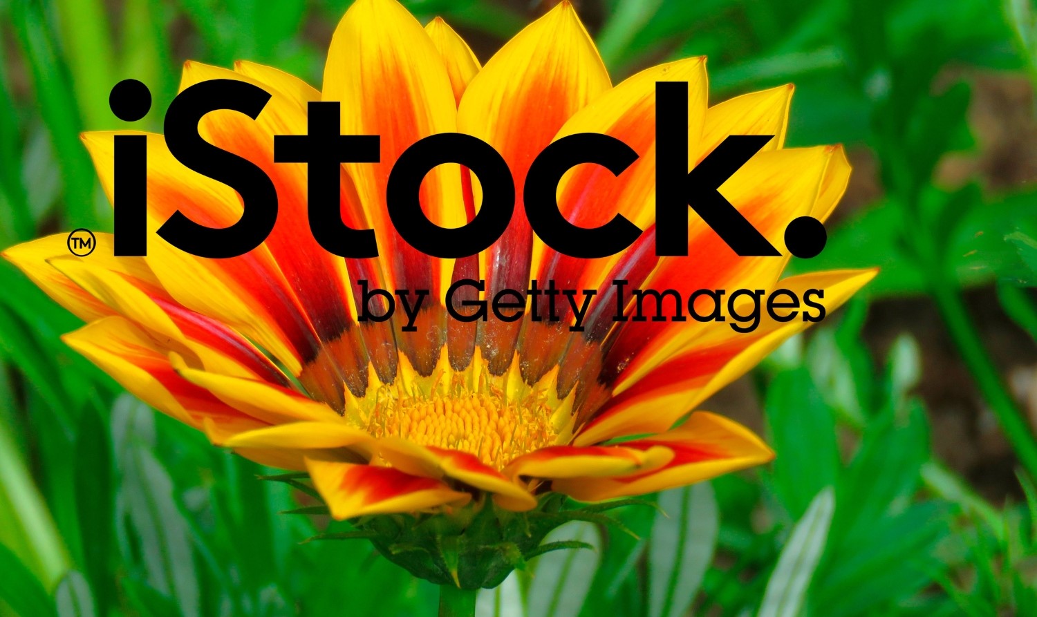 How To Download Istock Videos Without Watermark