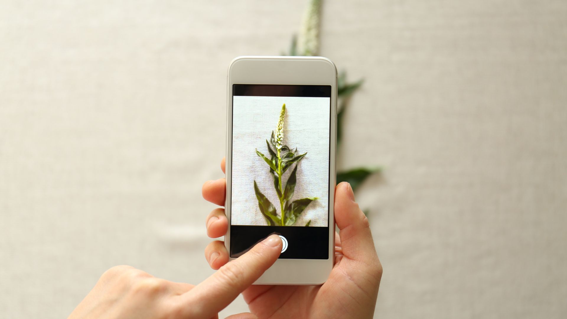 how-to-identify-plants-with-google-lens