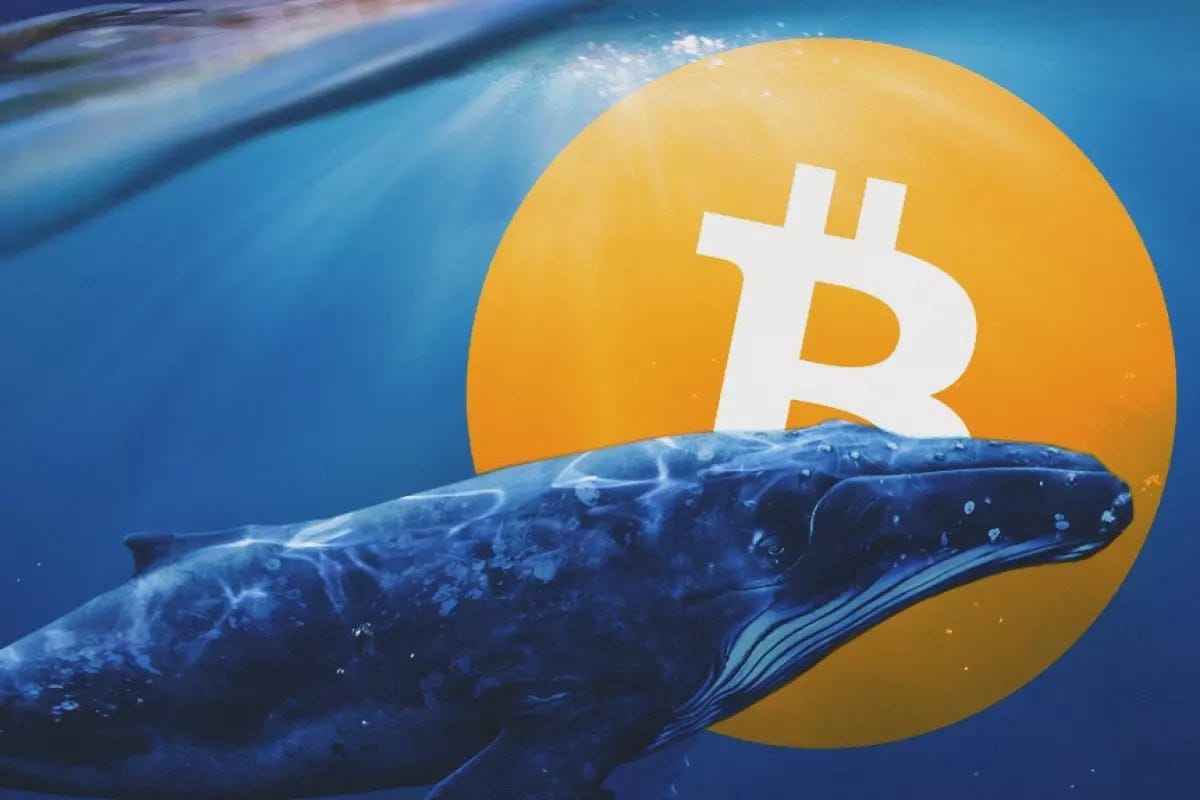 What Are Whales In Crypto