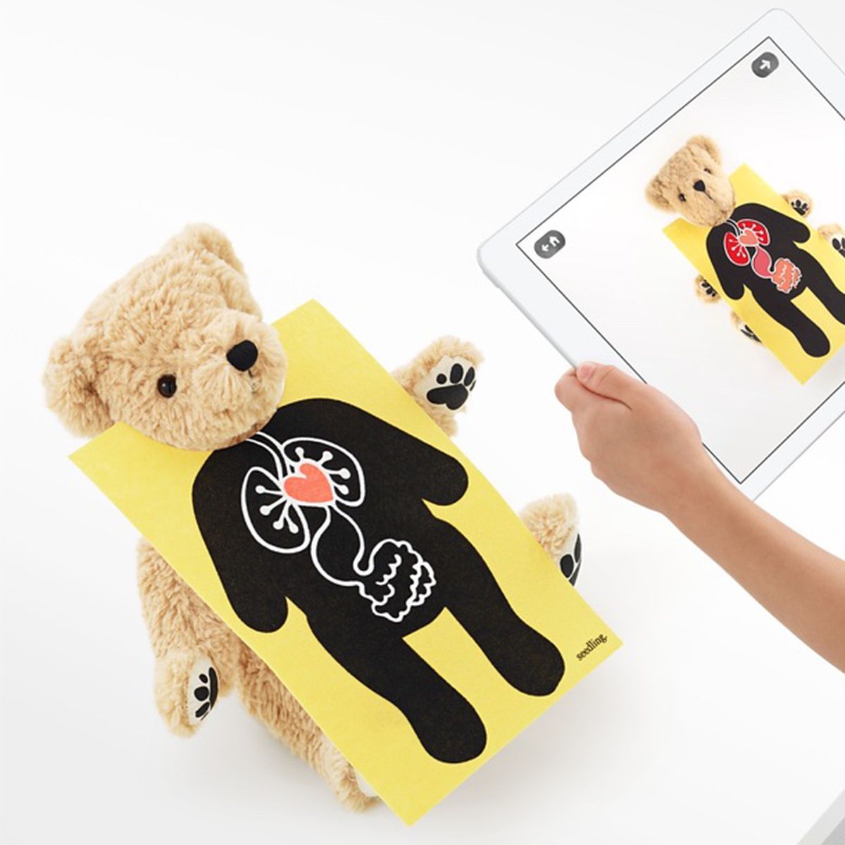 13 Best Augmented Reality BeAR for 2024