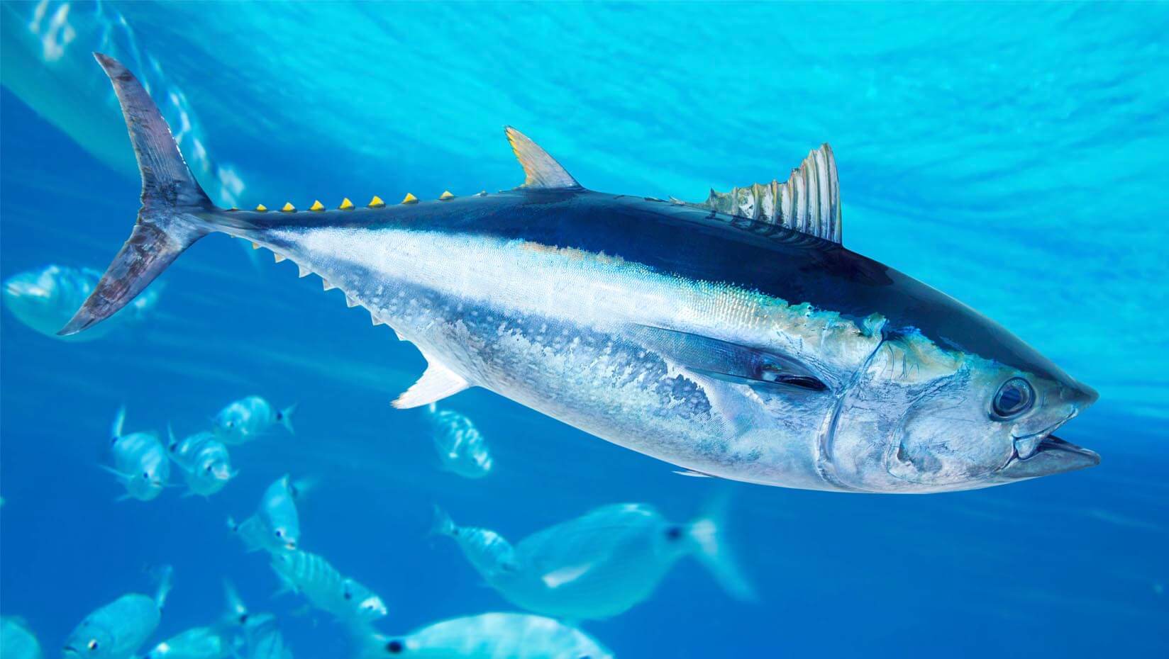 New Seed Funding Fuels Wanda Fish’s Quest To Cultivate Bluefin Tuna