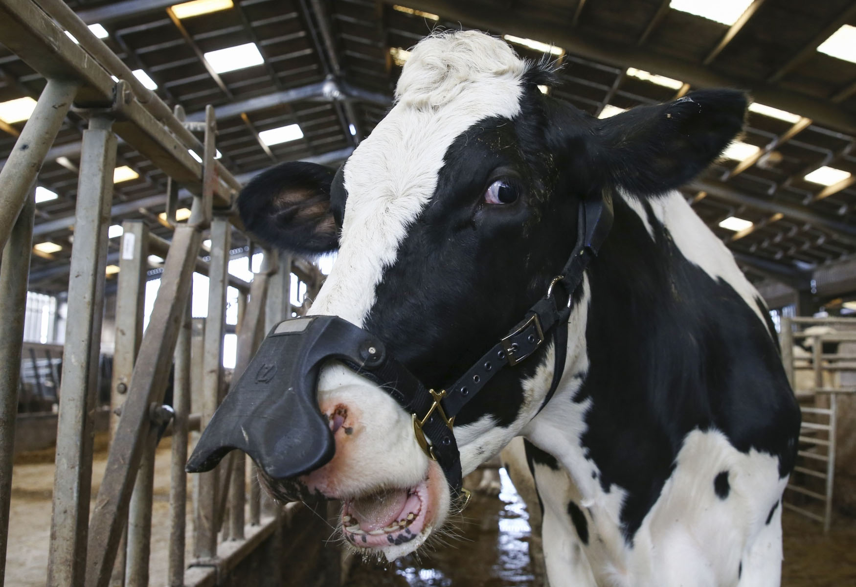 Valley Investors Target Cow Burps To Fight Methane Emissions