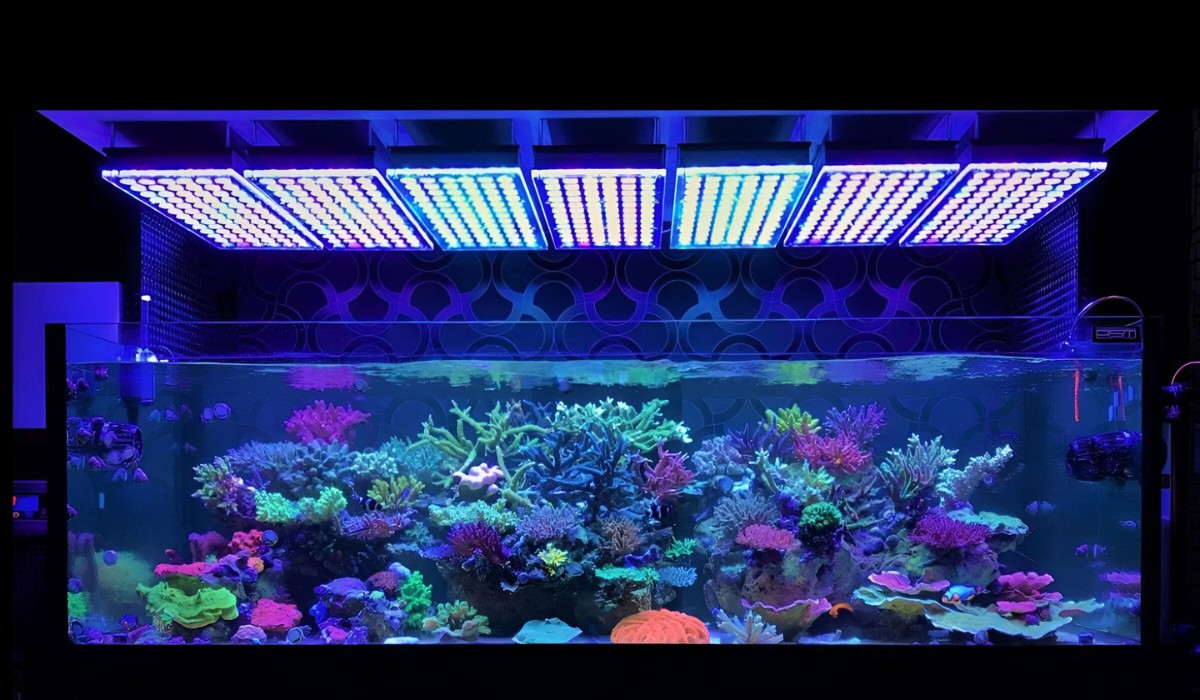 Aquarium Lighting: Exploring The Impact And Benefits Of Blue Light In Fish Tanks