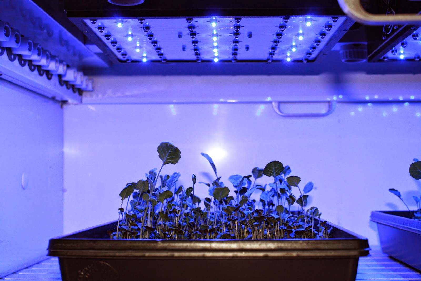 botanical-science-understanding-the-role-of-plants-in-absorbing-blue-light