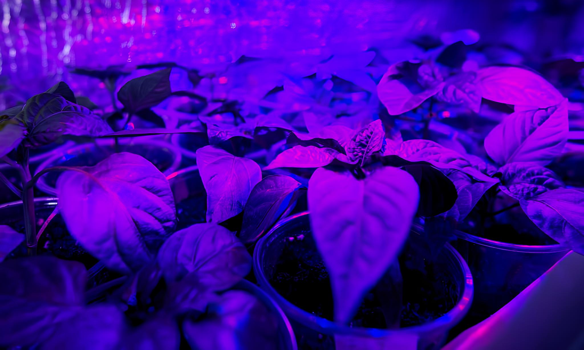 Horticultural Insights: Exploring The Preference Of Plants For Blue Light
