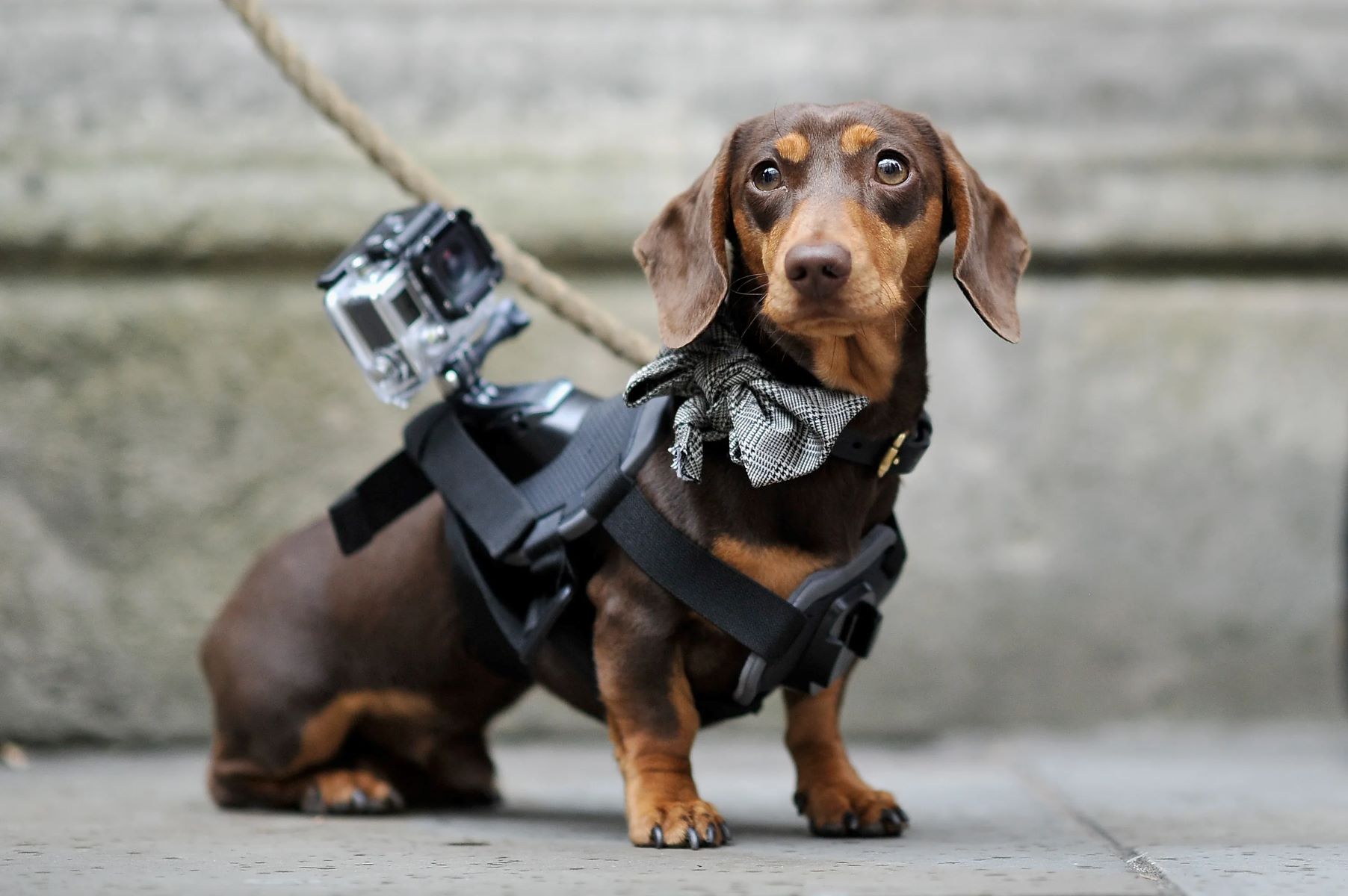 How To Mount An Action Camera To A Dog For Minimum Bounce