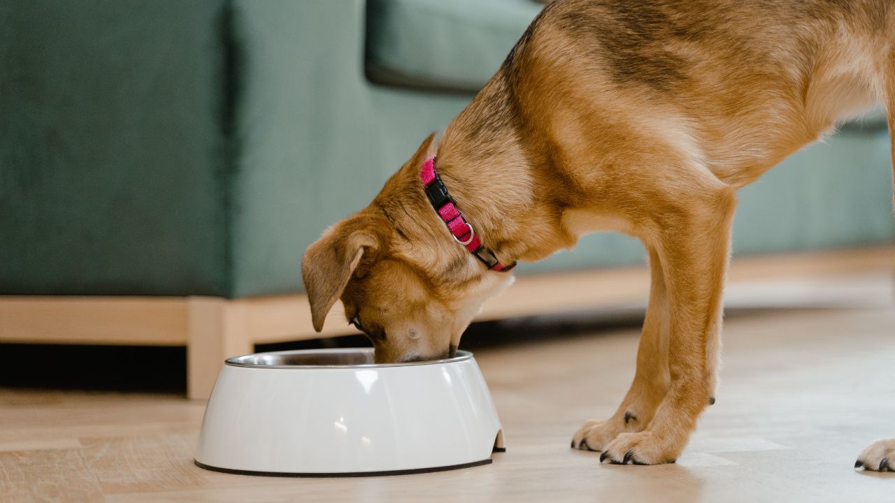 Make Homemade Dog Food With ChefPaw: A Cost-Effective Solution For Your Pet’s Nutrition