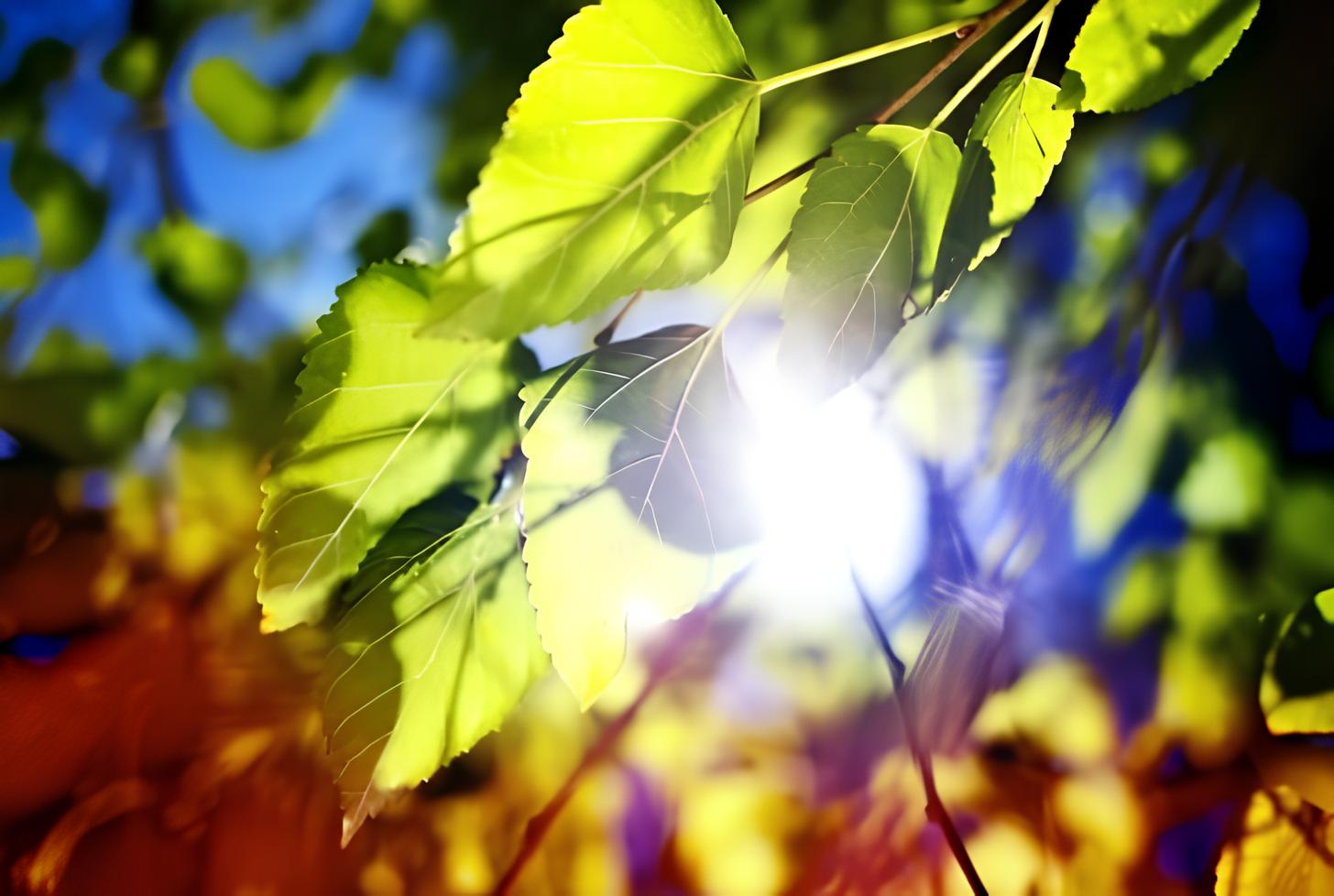 Photosynthesis Basics: Understanding Why Blue Light Is Optimal For Photosynthesis