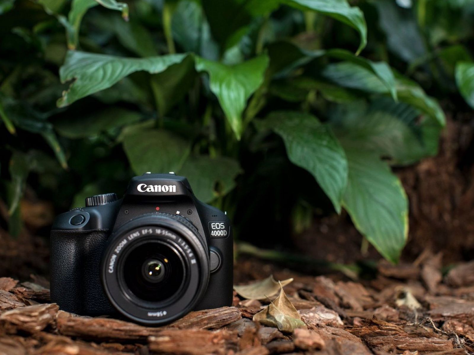 What Is A Canon DSLR Camera