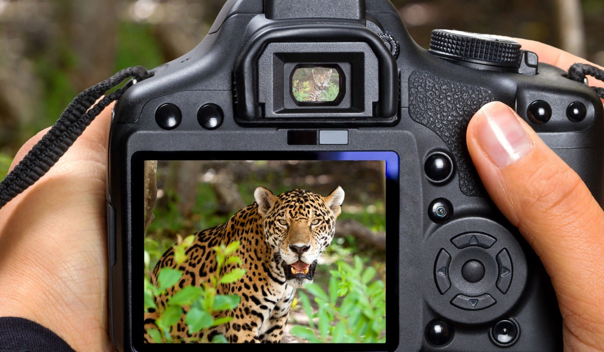 which-dslr-camera-for-wildlife-travel